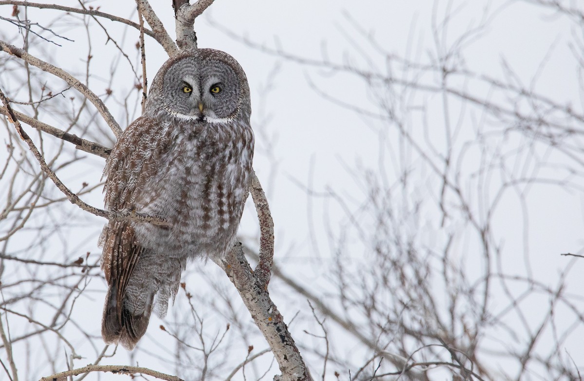 Great Gray Owl - ML622078331