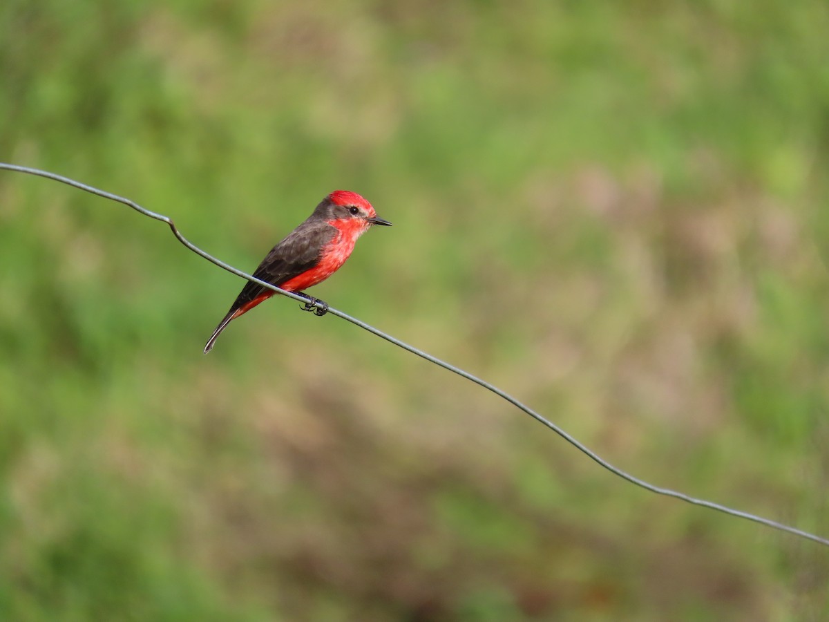 Vermilion Flycatcher - ML622078332