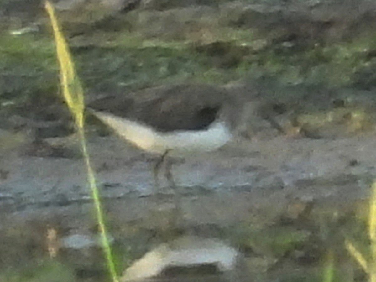 Spotted Sandpiper - ML622078333