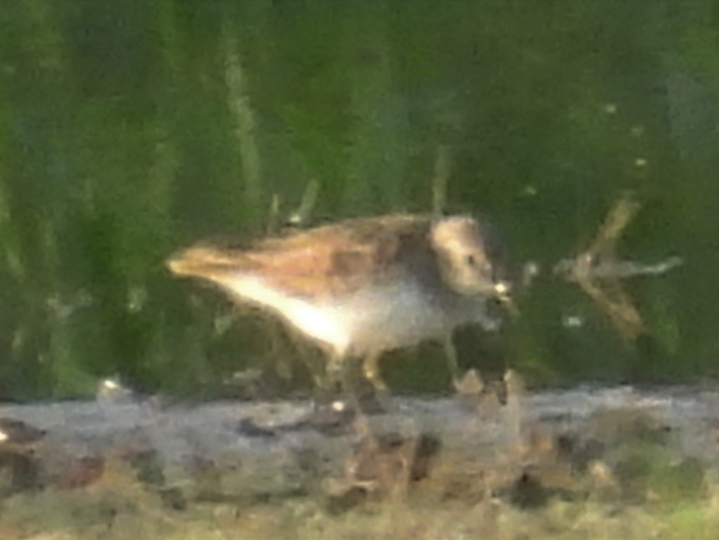 Spotted Sandpiper - ML622078334