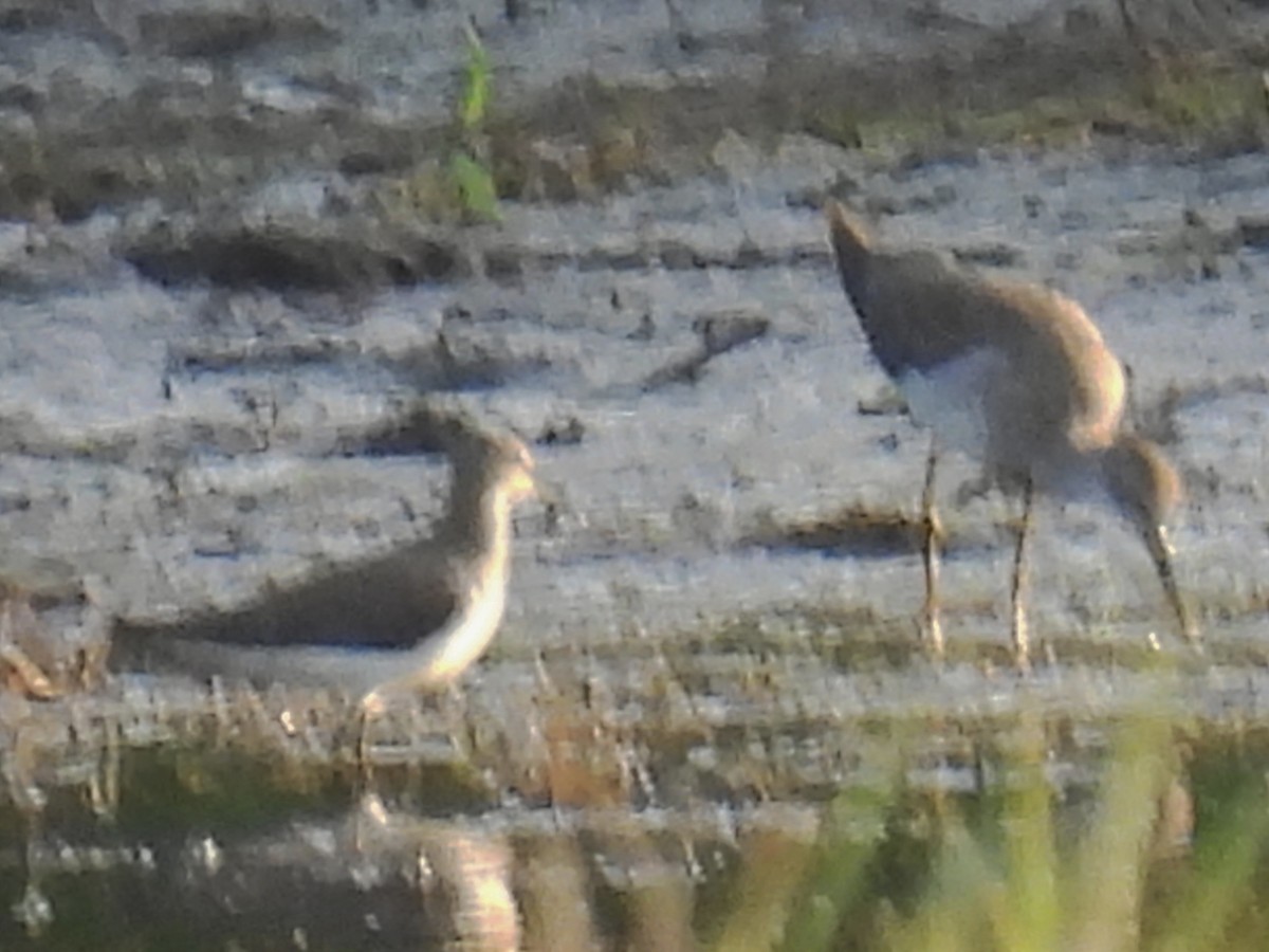 Spotted Sandpiper - ML622078335