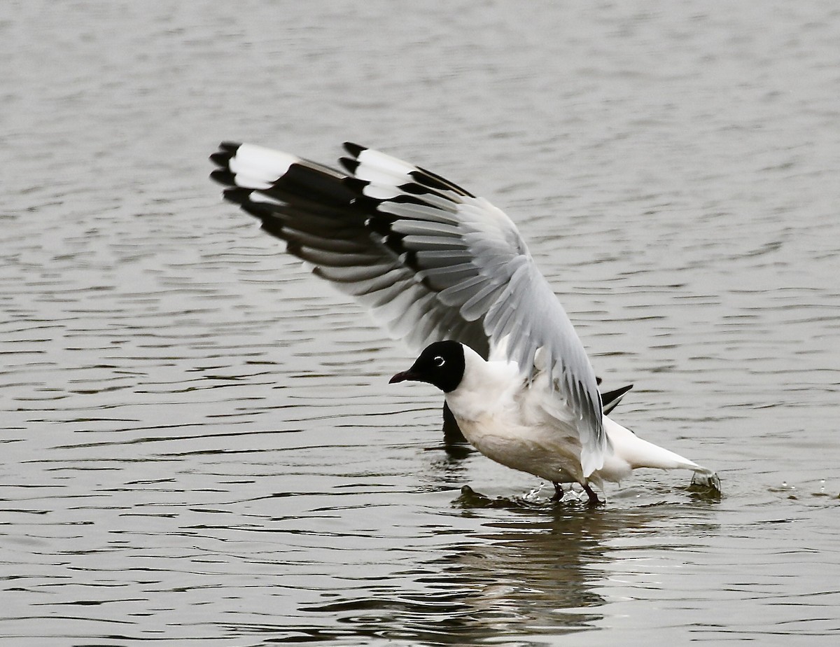 Andean Gull - ML622078336