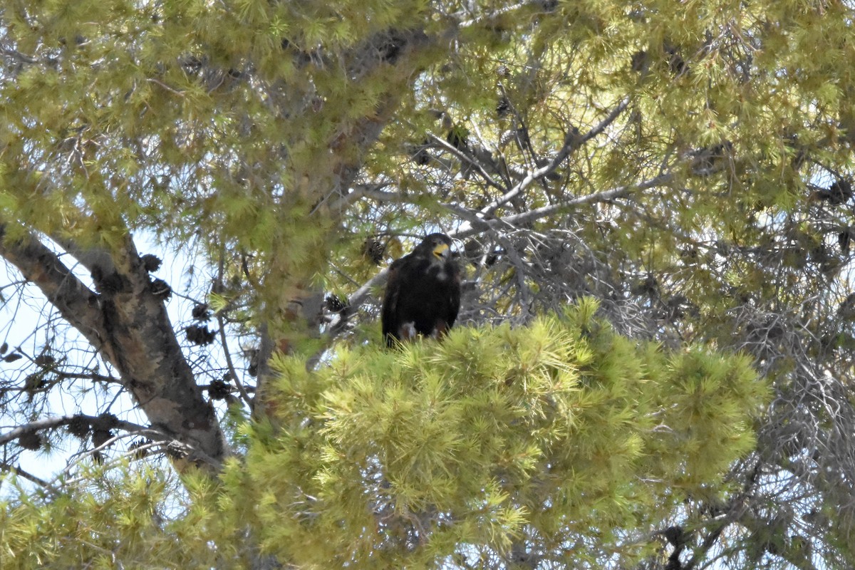 Harris's Hawk - ML622078337