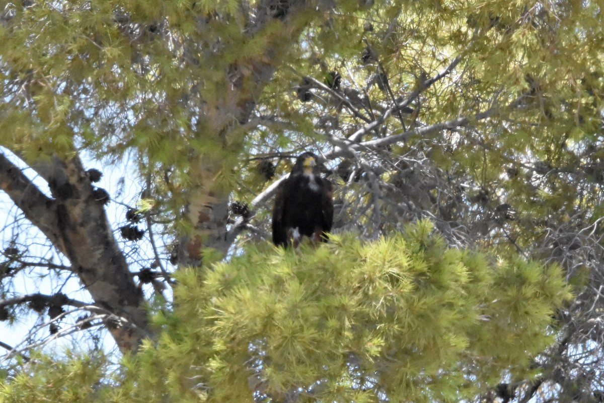 Harris's Hawk - ML622078338