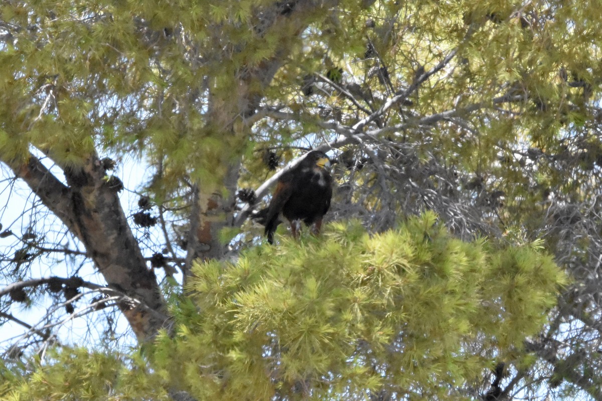 Harris's Hawk - ML622078339