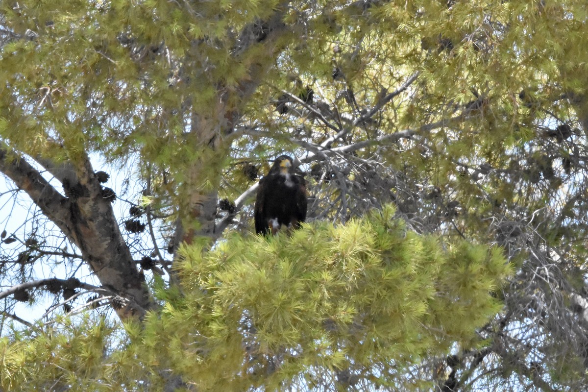 Harris's Hawk - ML622078340