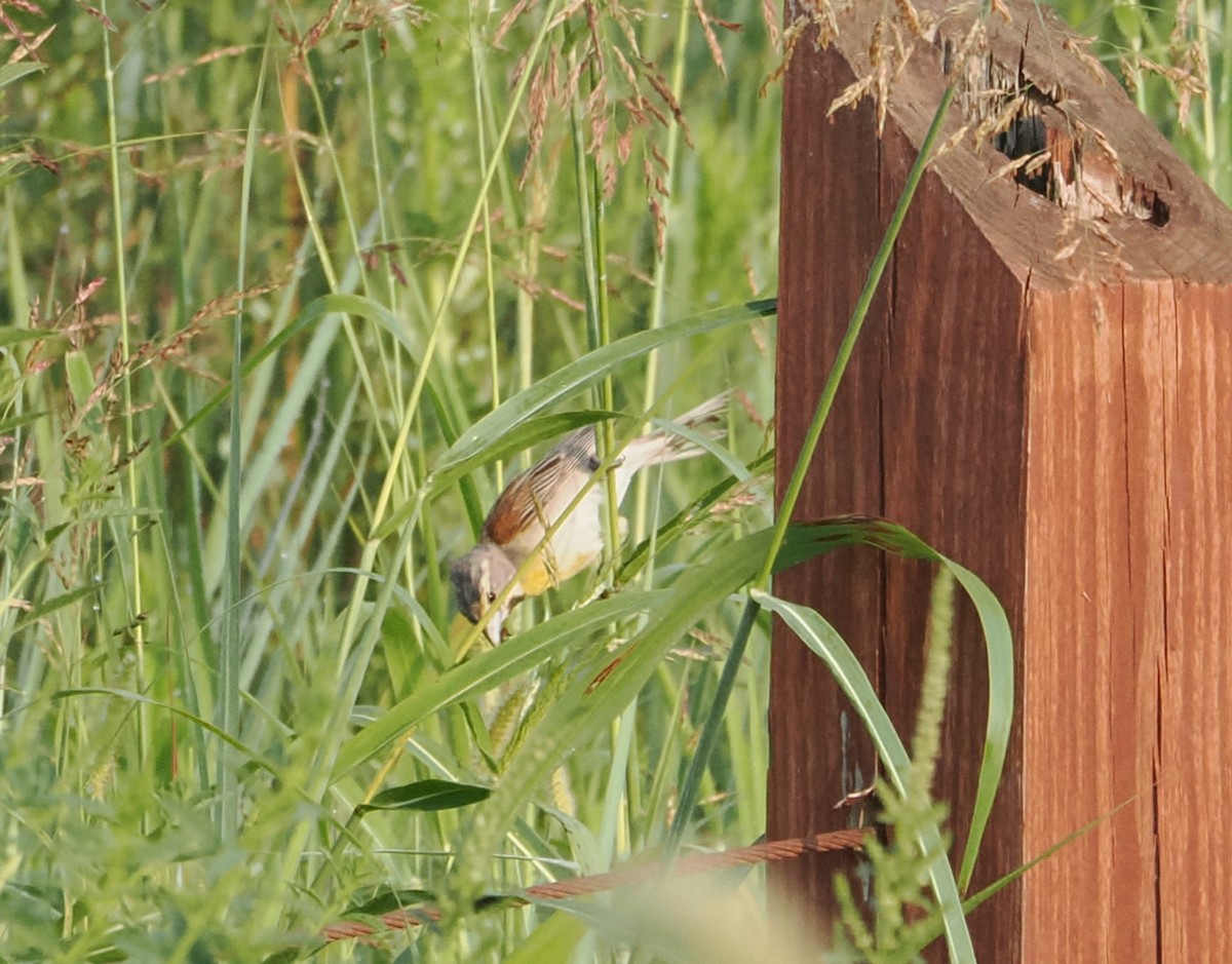 Dickcissel - ML622078341