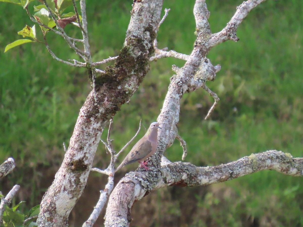 Eared Dove - ML622078342