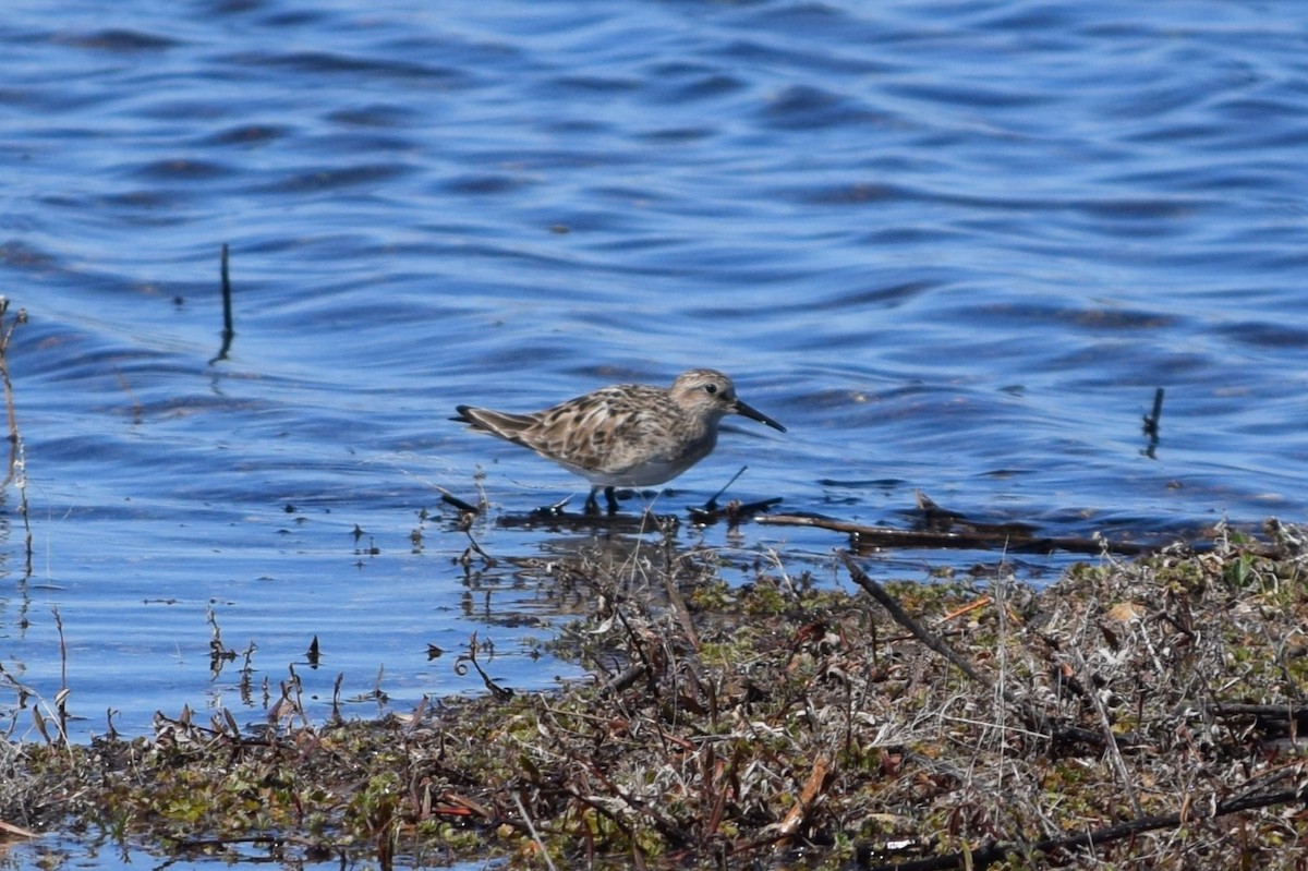 Baird's Sandpiper - ML622078343