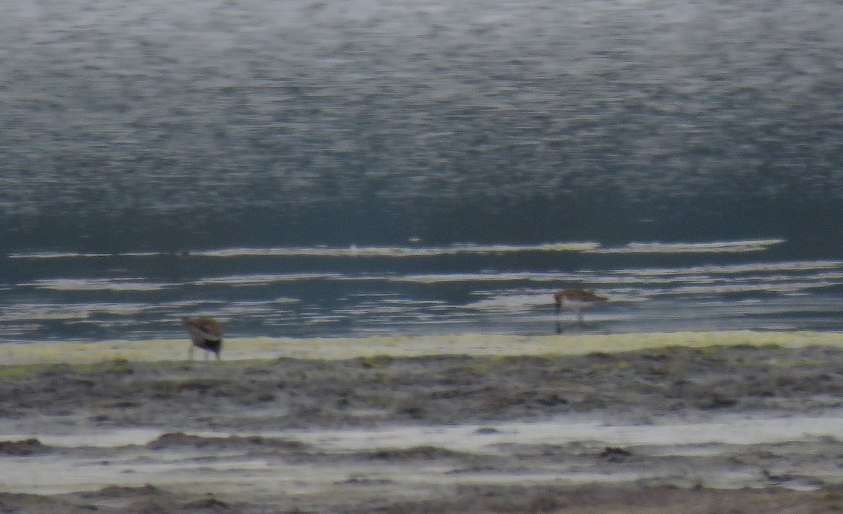 Dunlin - Sarah Schmidt