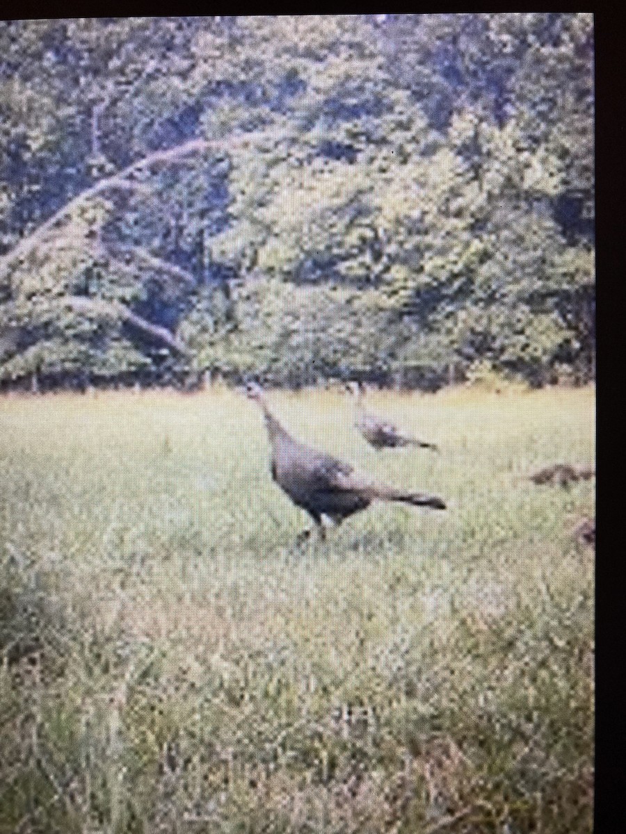 Wild Turkey - ML622078387