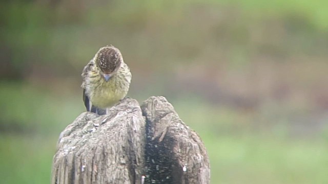 Brujo Flycatcher (Galapagos) - ML622078417