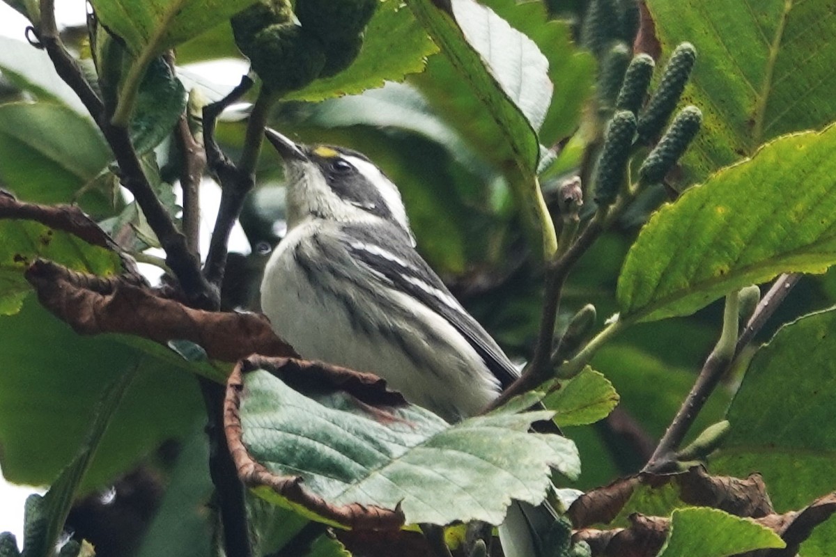 Black-throated Gray Warbler - ML622078429