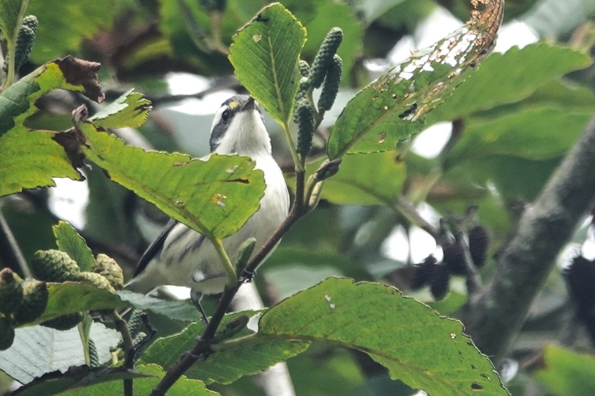 Black-throated Gray Warbler - Melissa Johnson