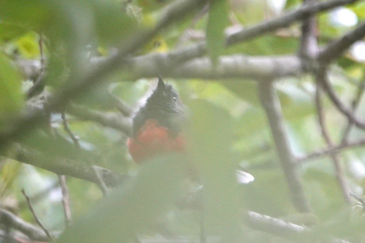 Slate-throated Redstart - ML622078440