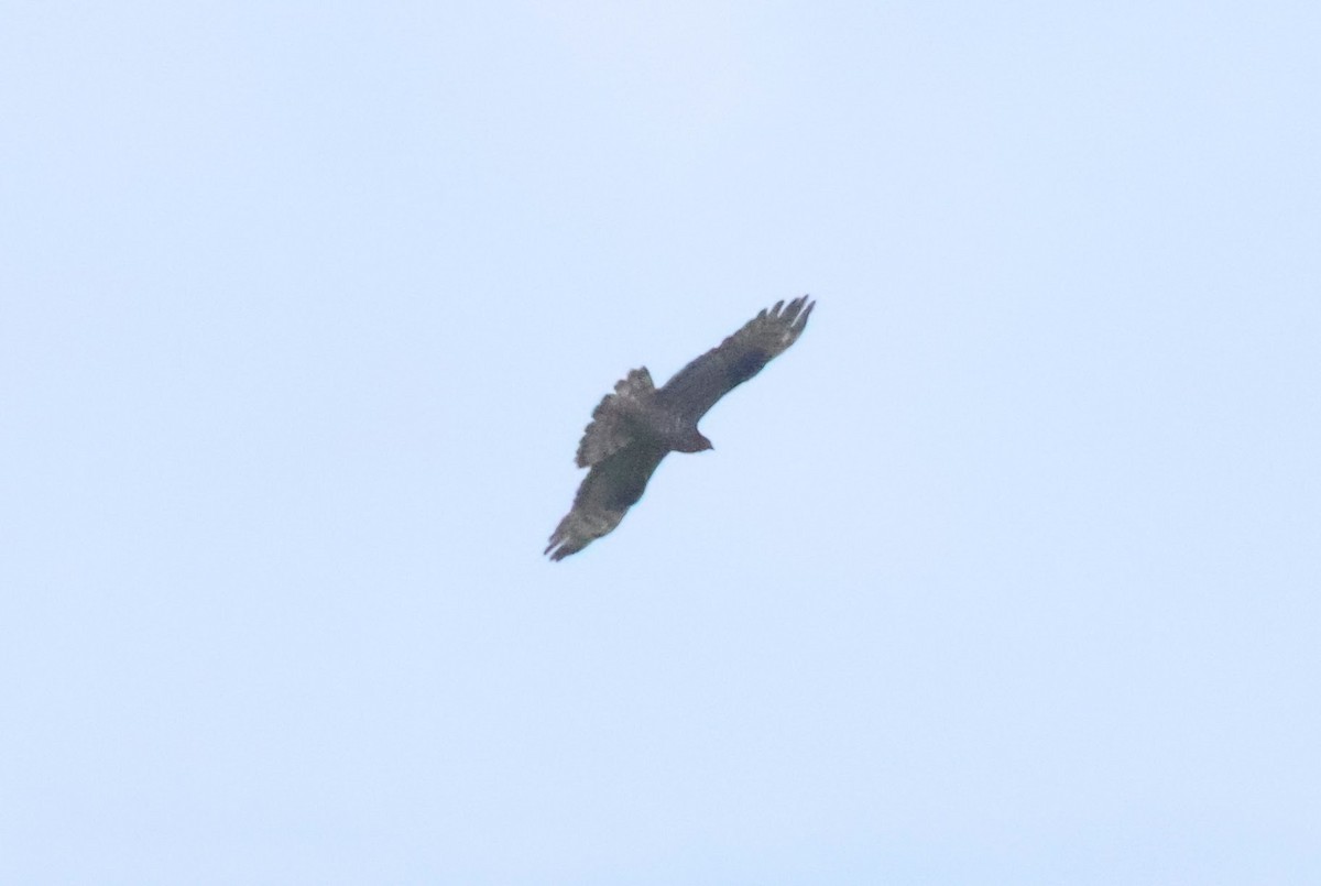 European Honey-buzzard - ML622078447