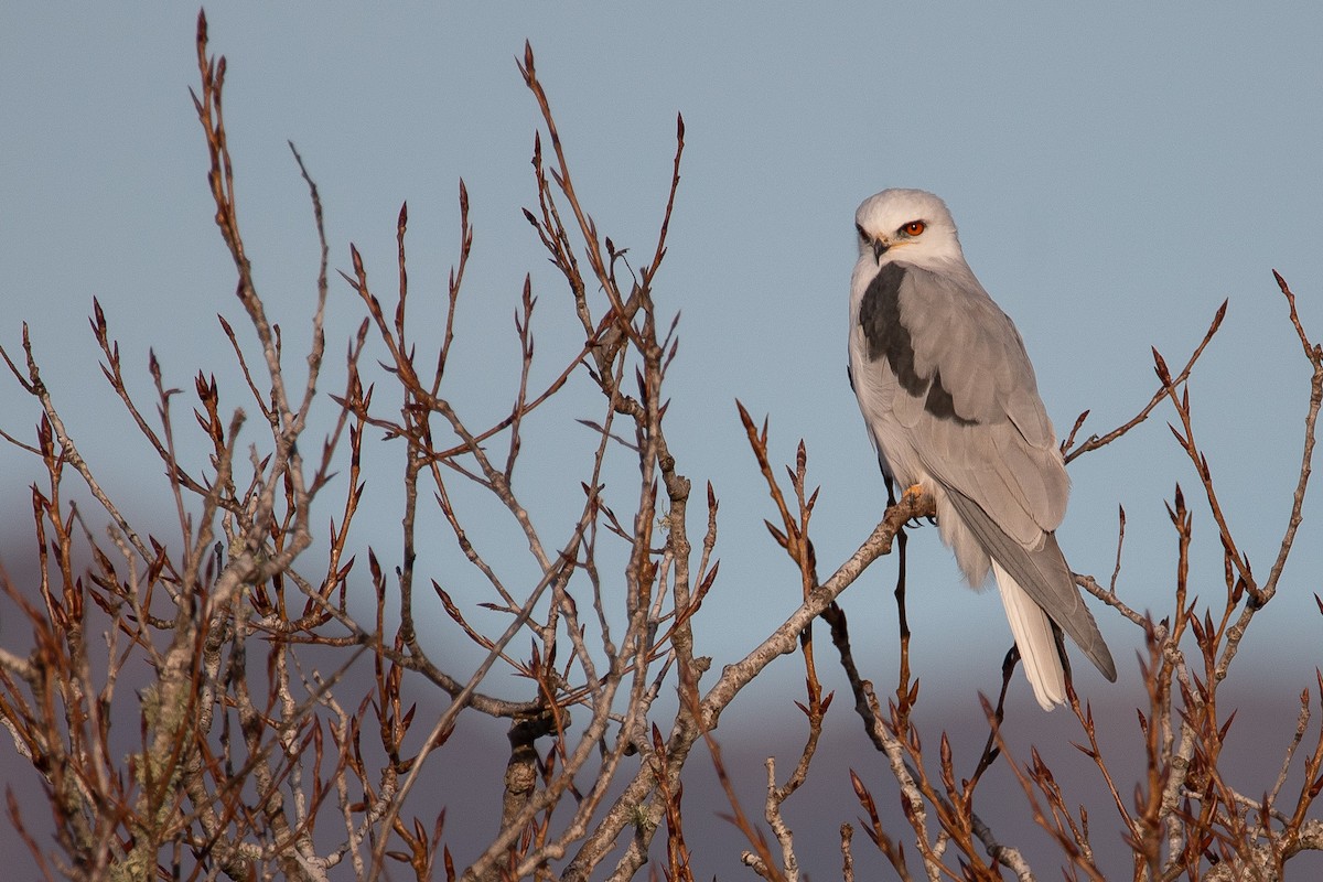 White-tailed Kite - ML622078481