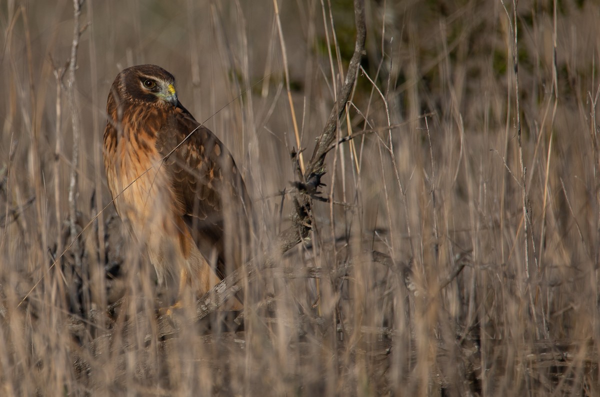 Northern Harrier - ML622078514