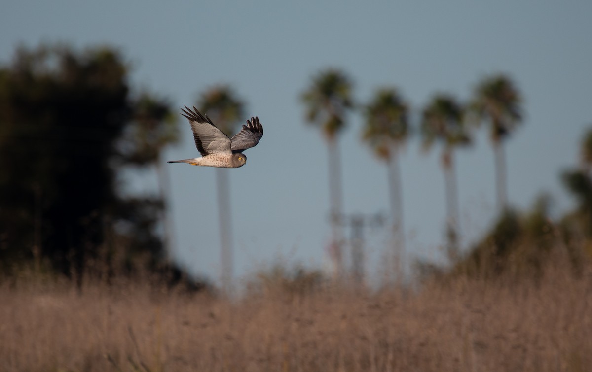 Northern Harrier - ML622078515