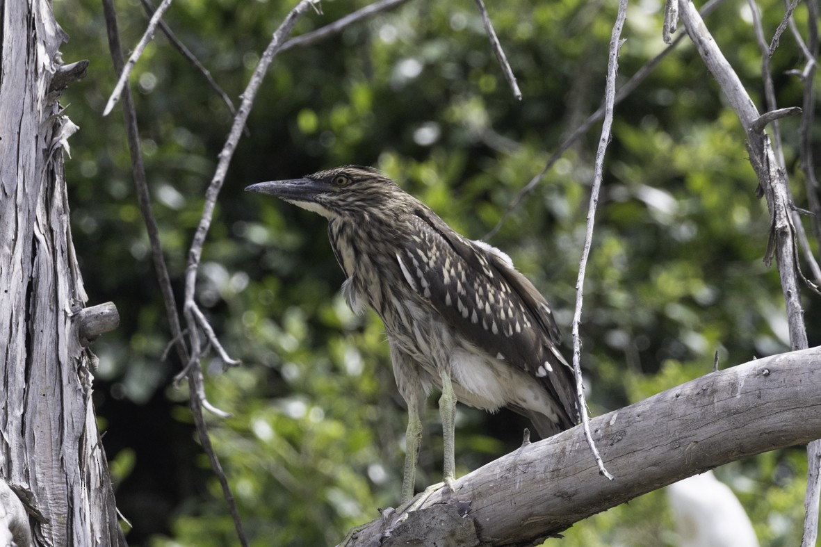 Black-crowned Night Heron - ML622078531