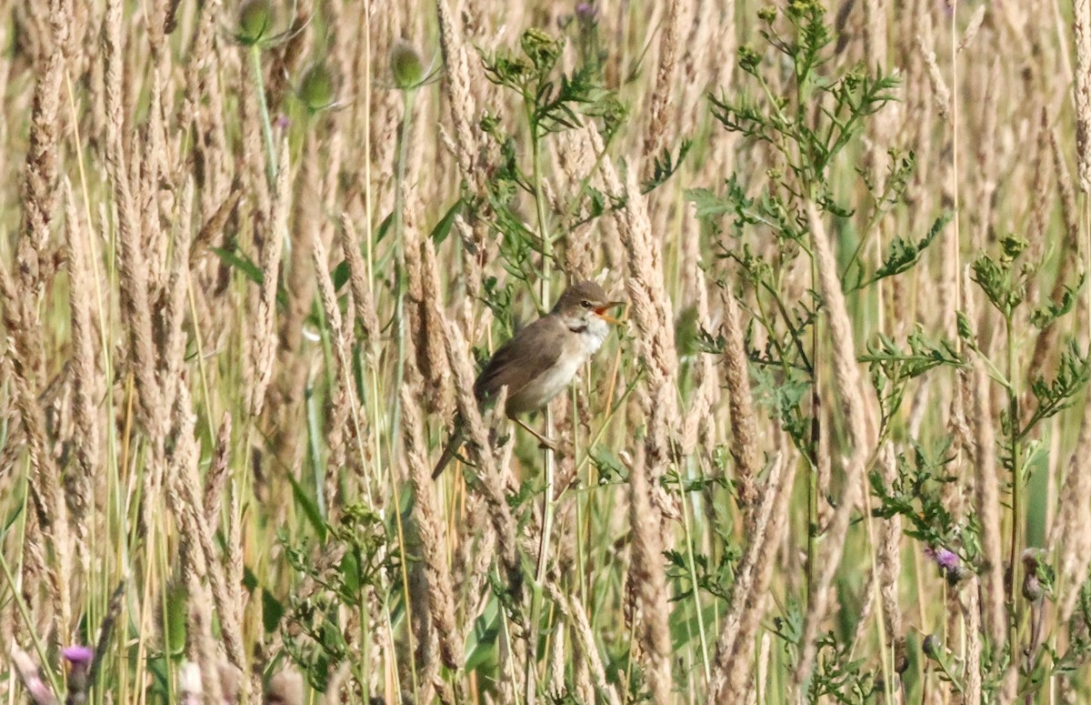 Marsh Warbler - ML622078536