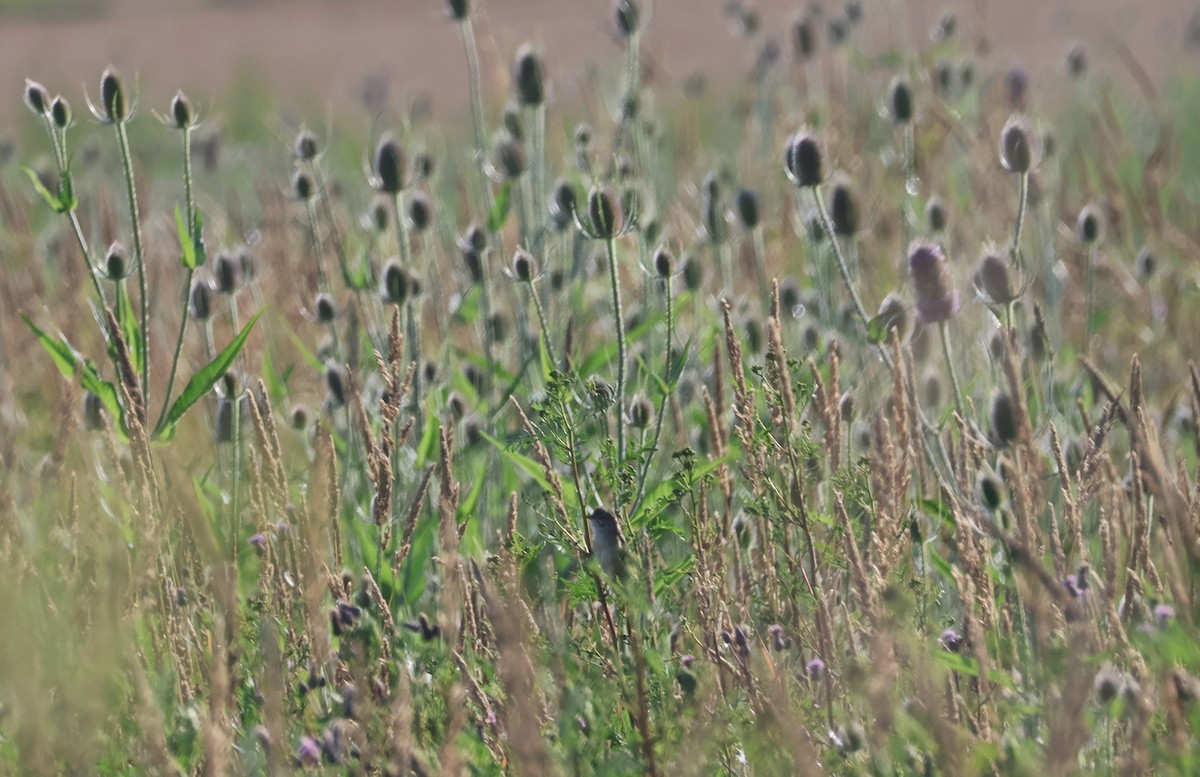 Marsh Warbler - ML622078539