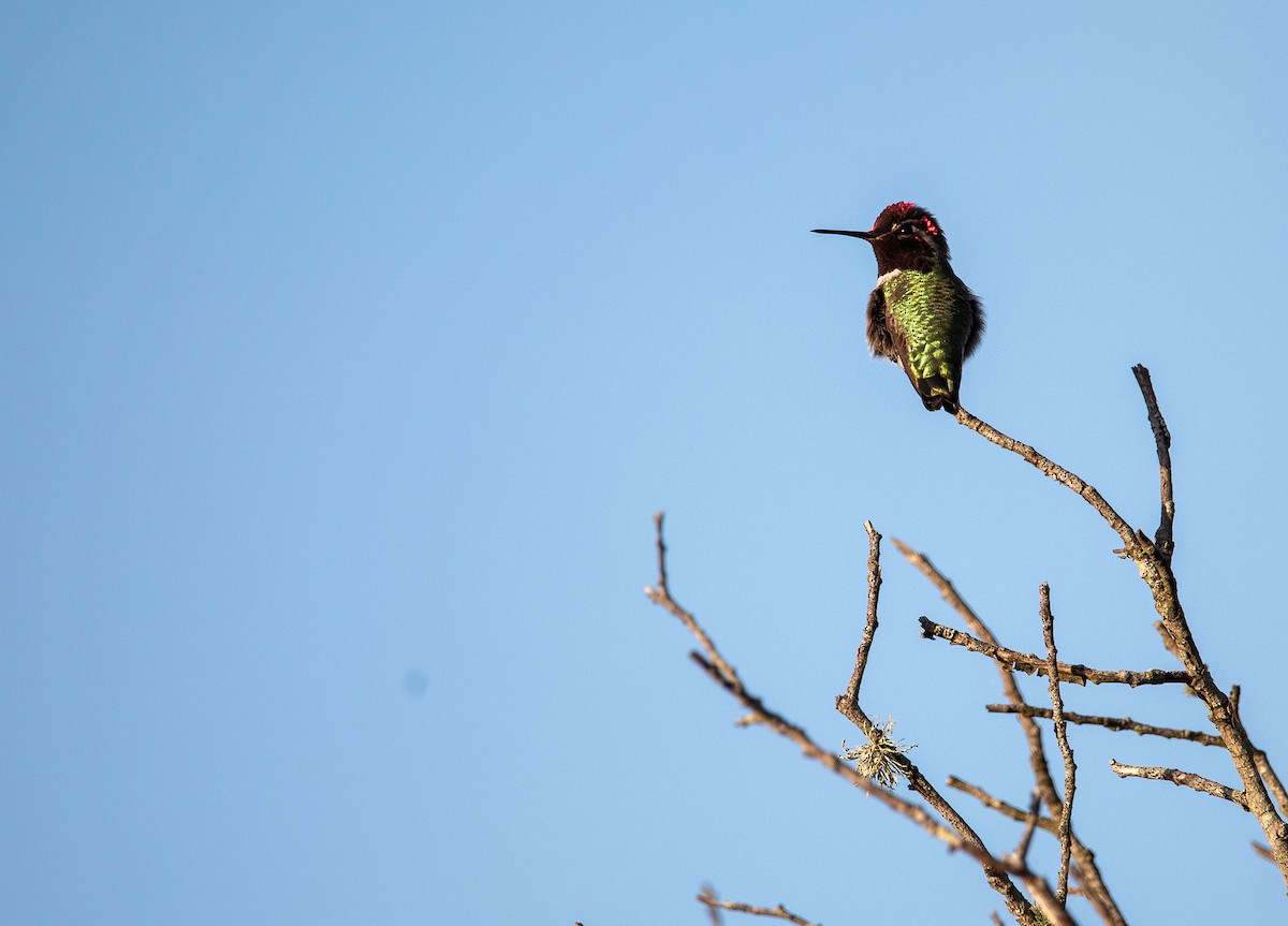 Anna's Hummingbird - ML622078540