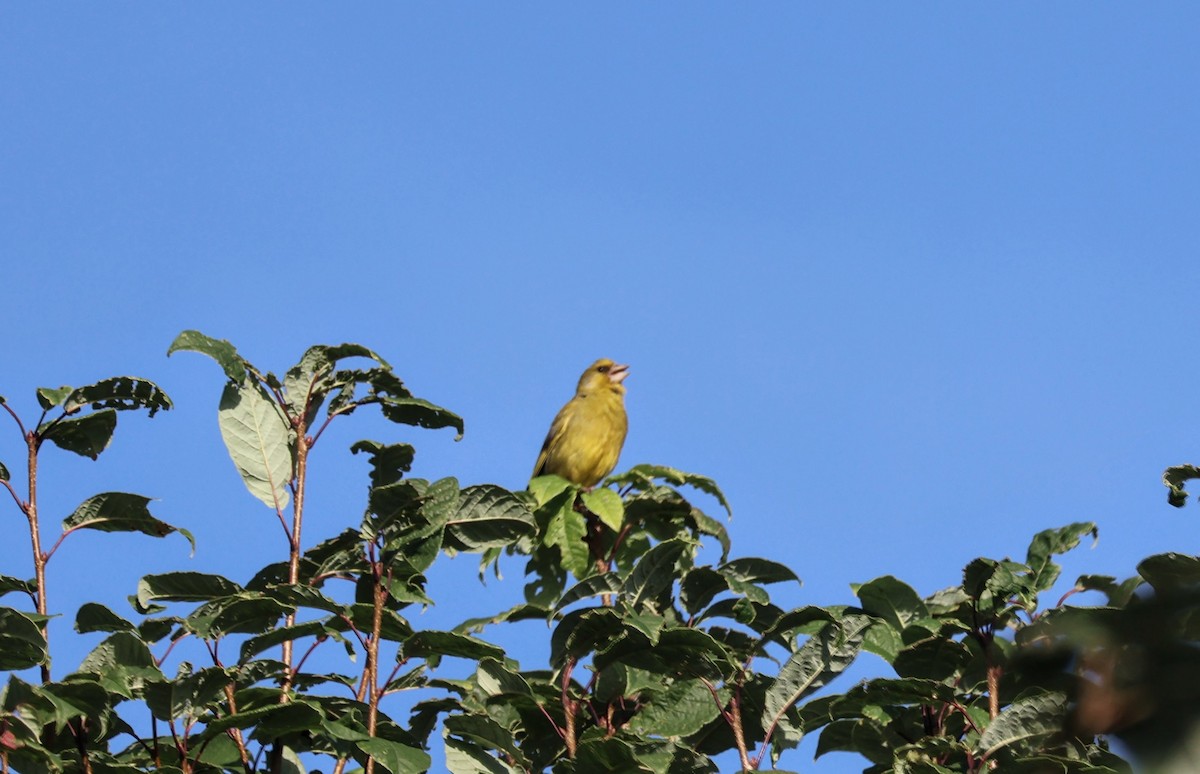 European Greenfinch - ML622078541