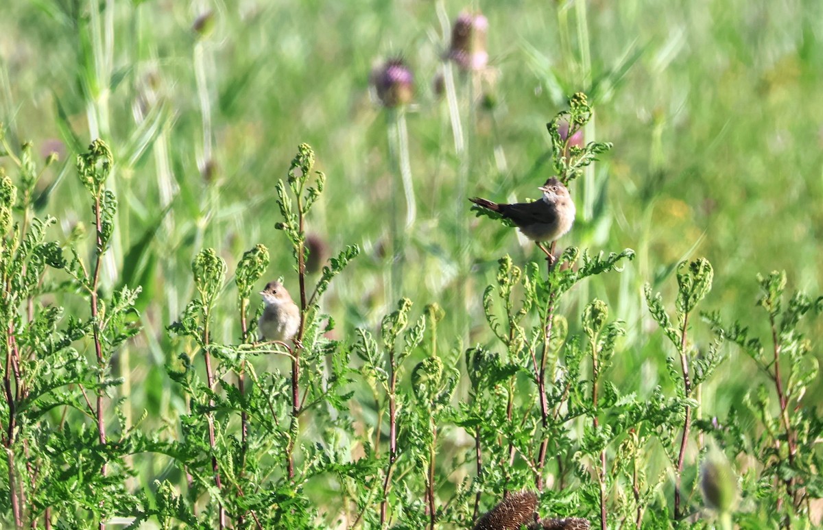 Greater Whitethroat - ML622078544