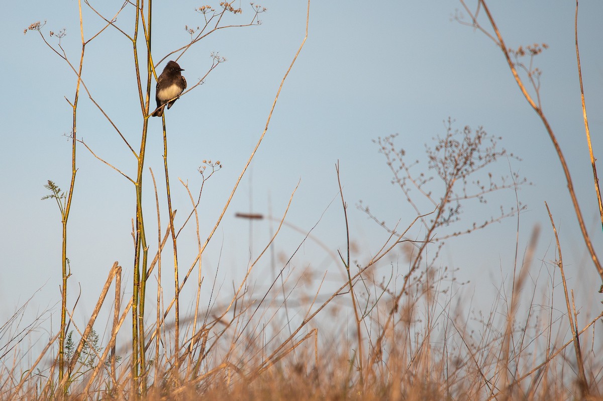 Black Phoebe - Owen Leggio