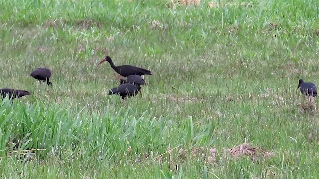 Bare-faced Ibis - ML622078556