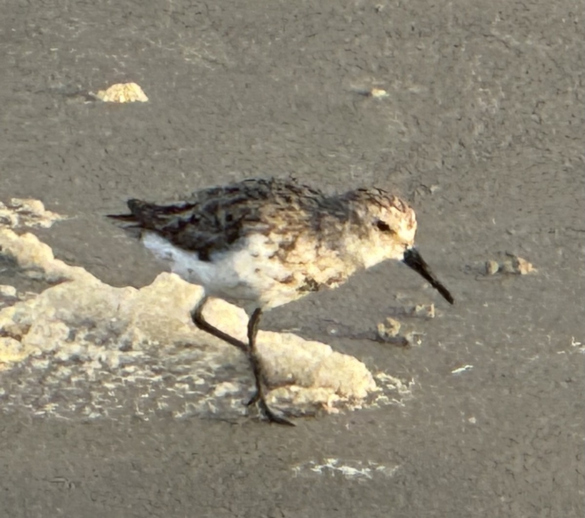 Sanderling - ML622078557