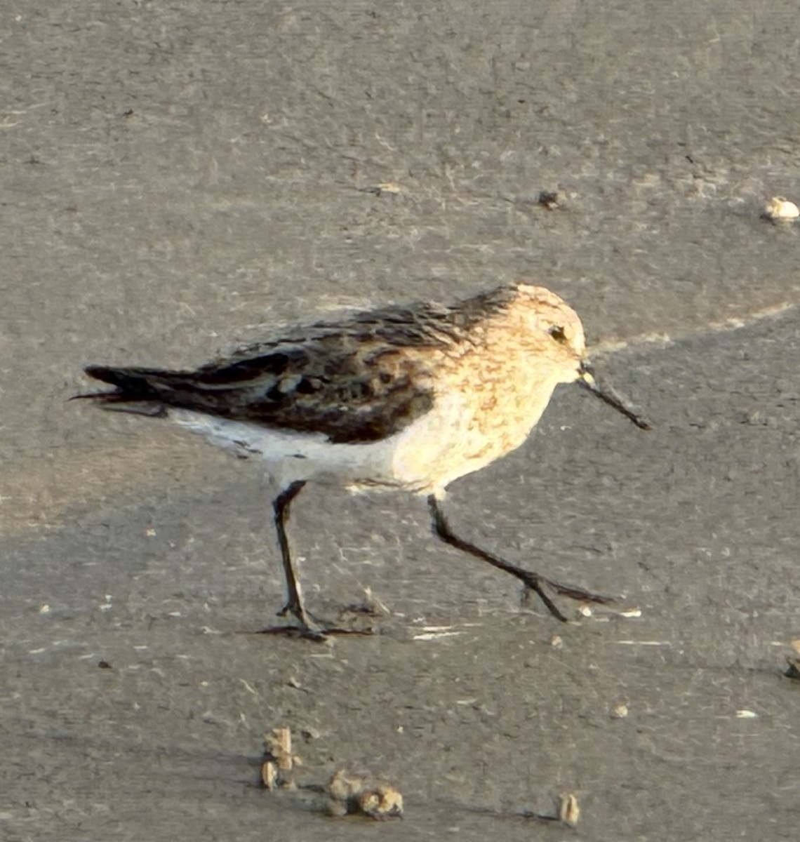 Sanderling - ML622078558