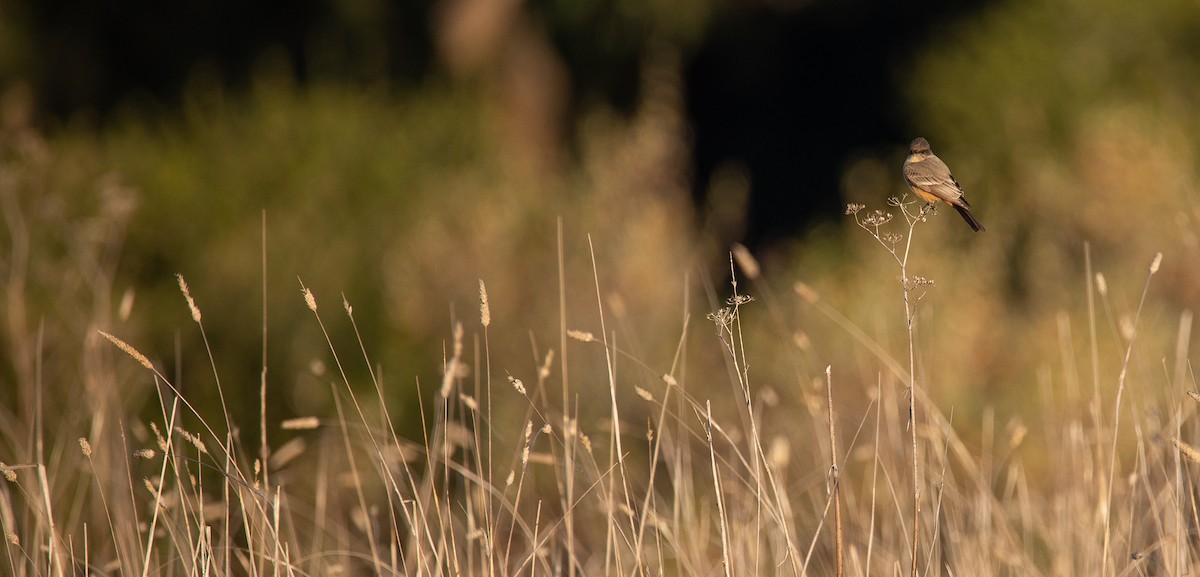 Say's Phoebe - ML622078564