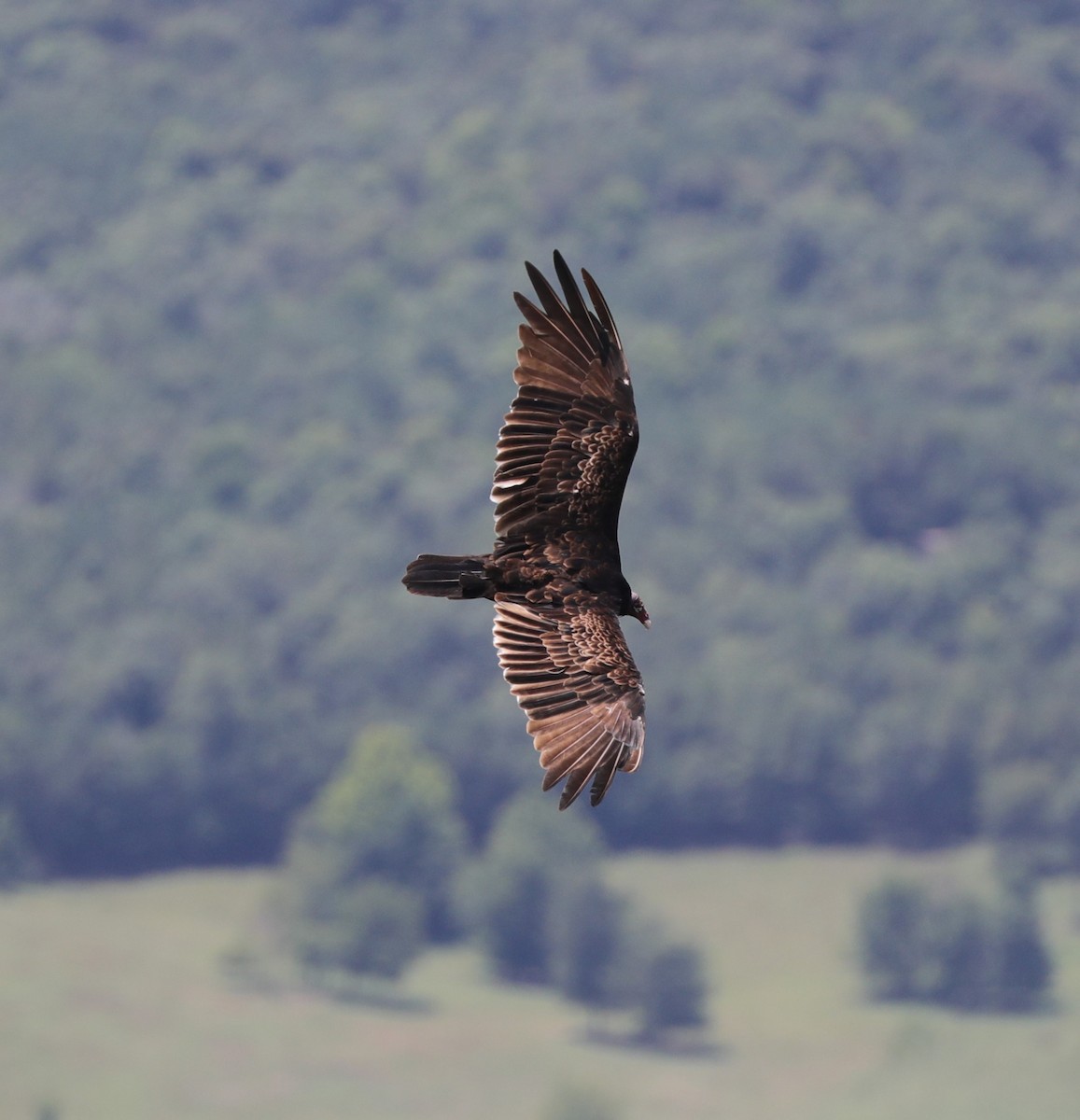 Turkey Vulture - ML622078593