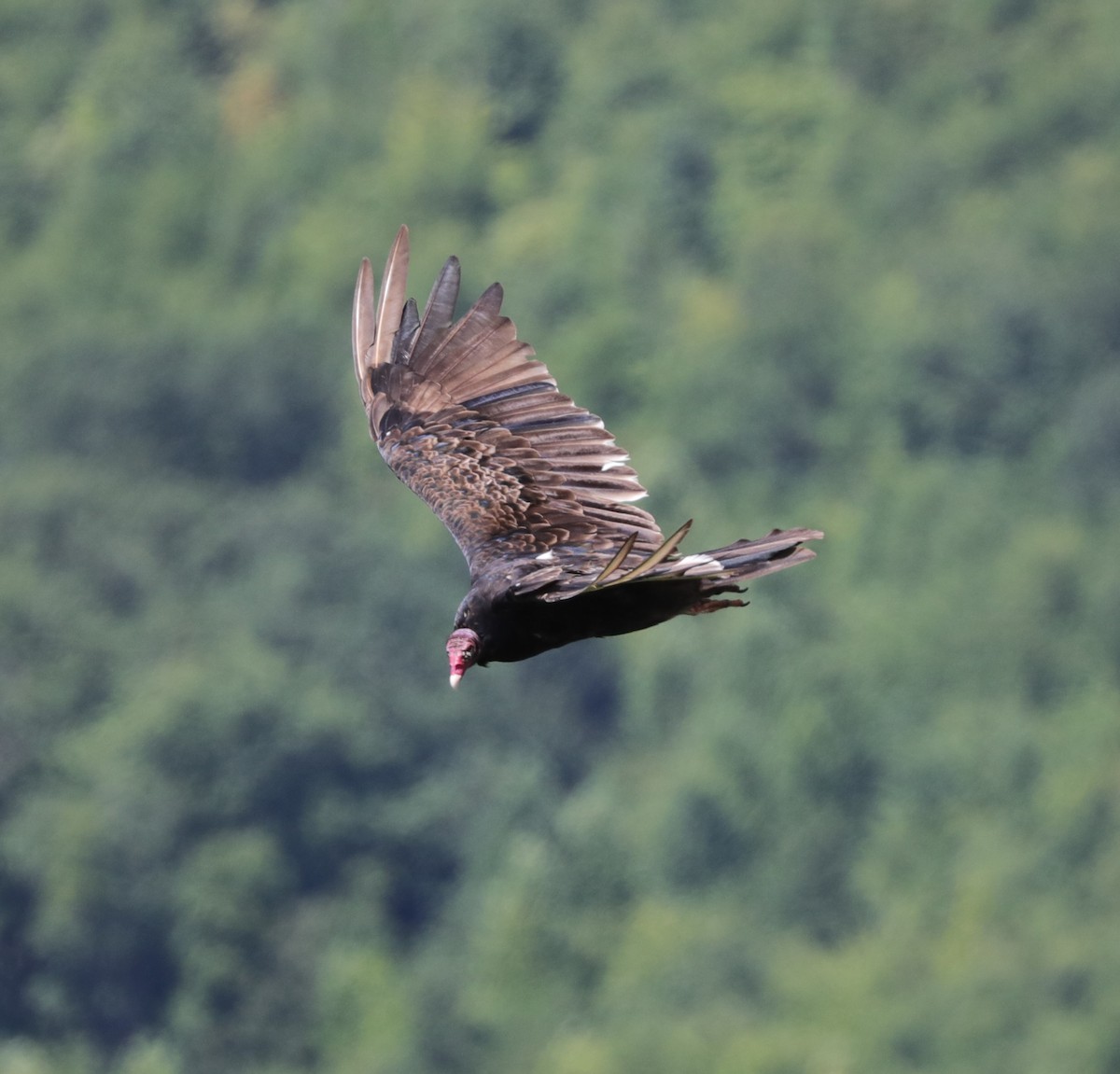 Turkey Vulture - ML622078594