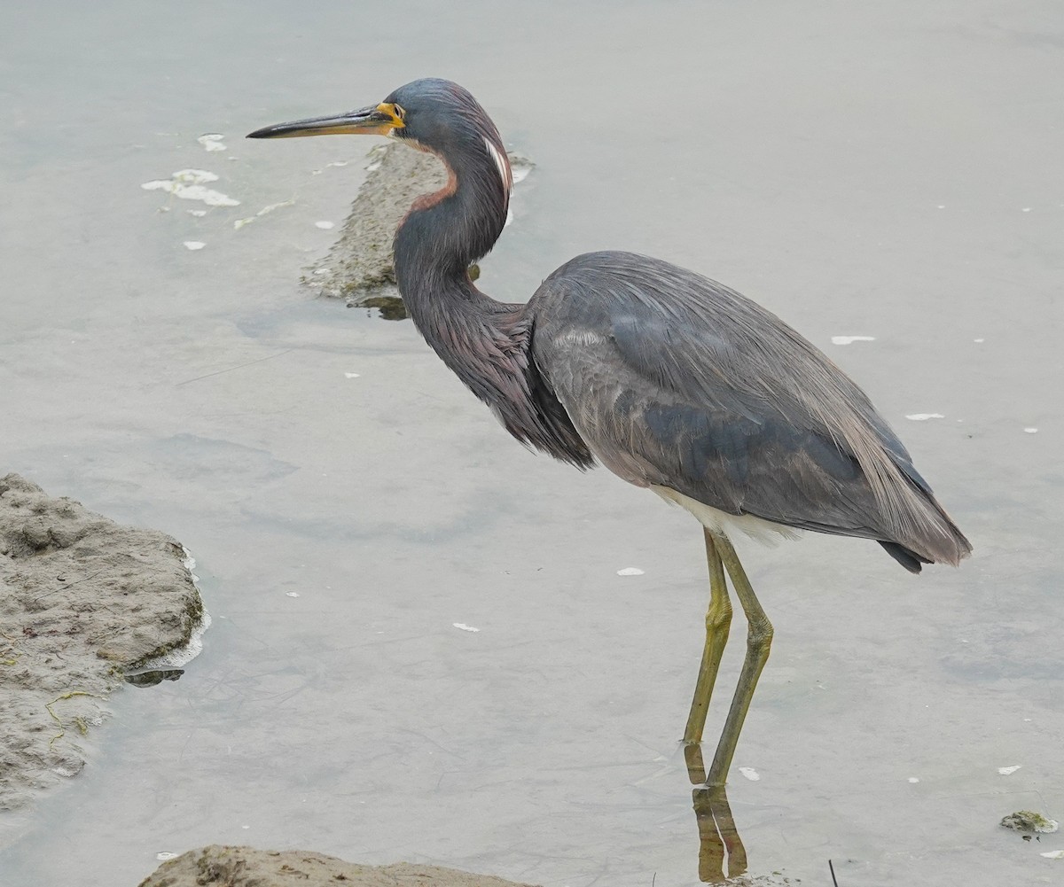 Tricolored Heron - ML622078595