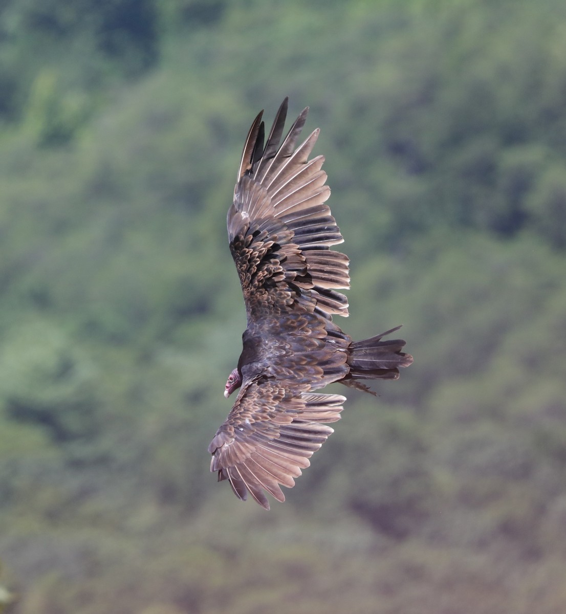 Turkey Vulture - ML622078599