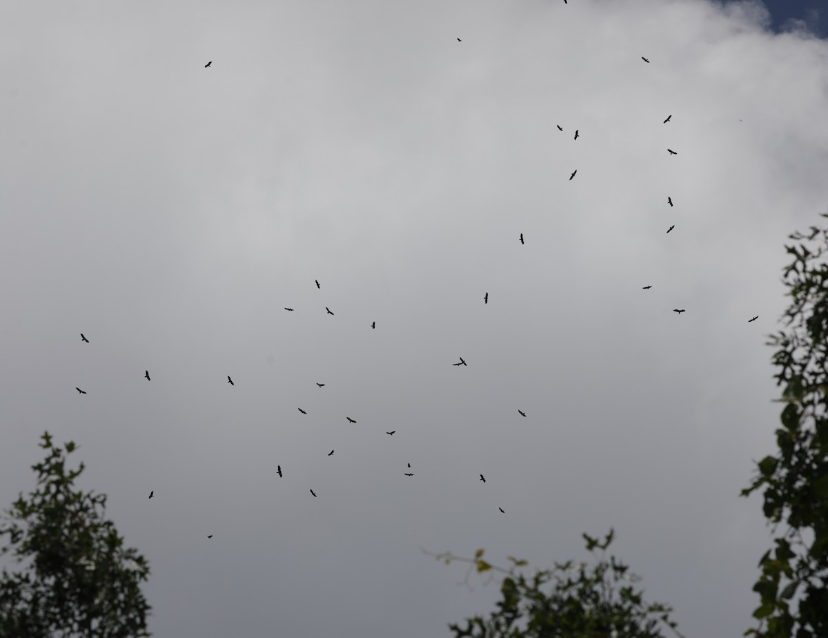 Turkey Vulture - ML622078600