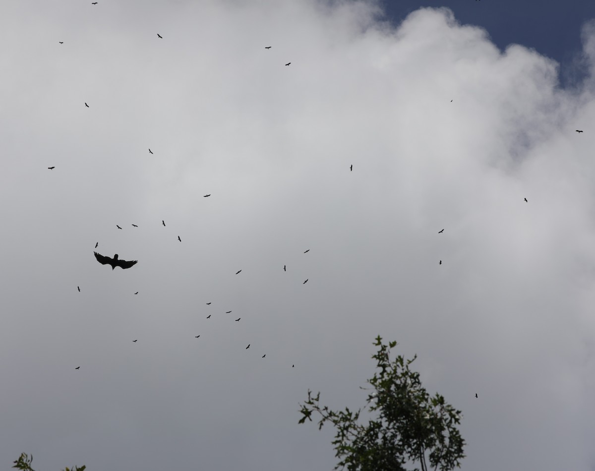 Turkey Vulture - ML622078601