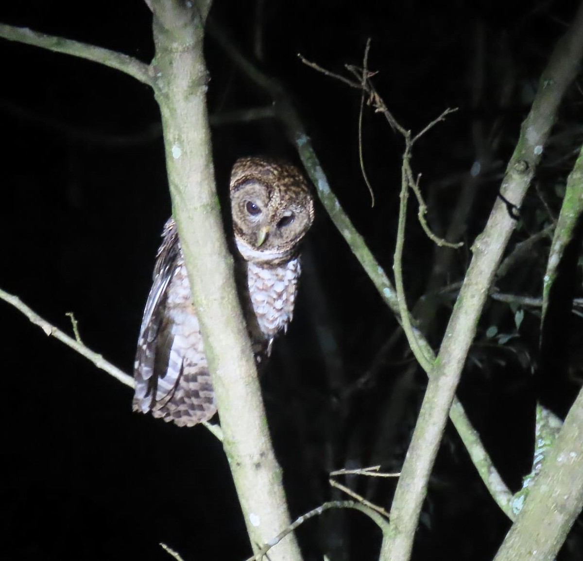 Rusty-barred Owl - ML622078662