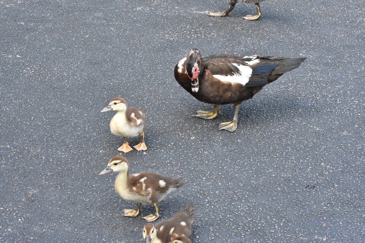 Muscovy Duck (Domestic type) - ML622078718