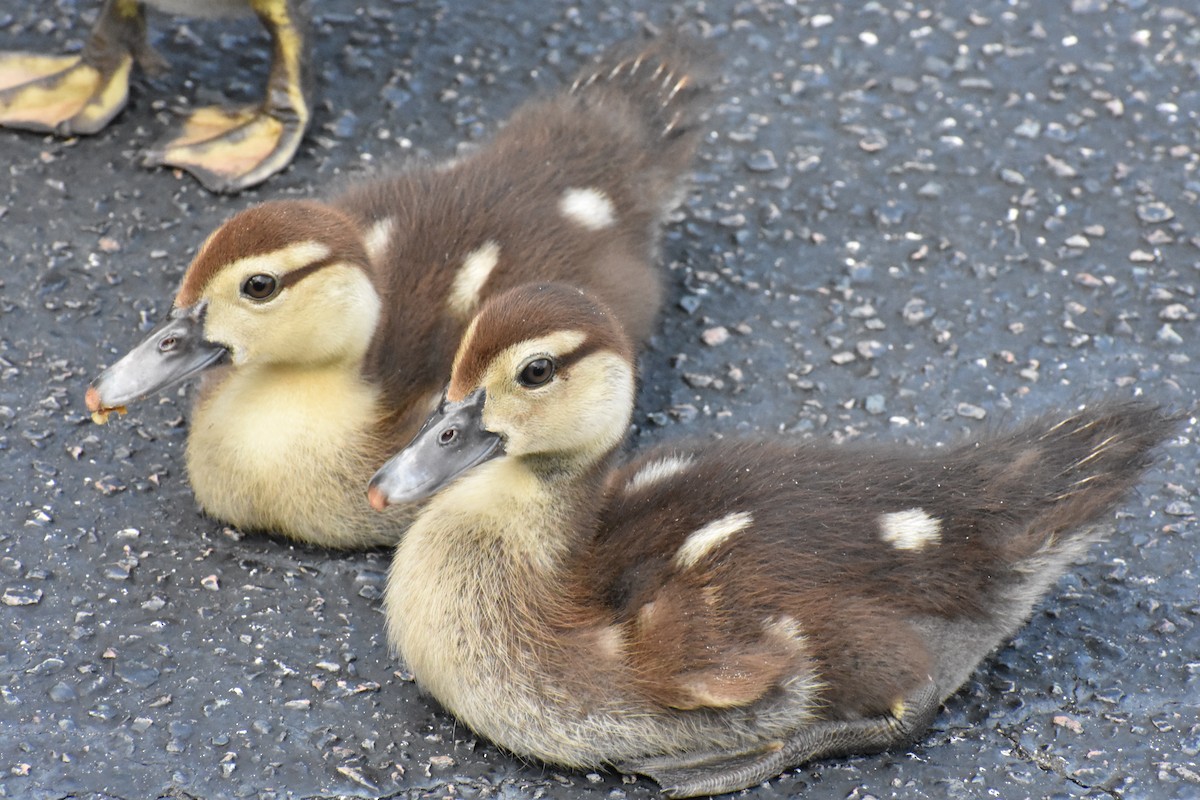 Muscovy Duck (Domestic type) - ML622078719