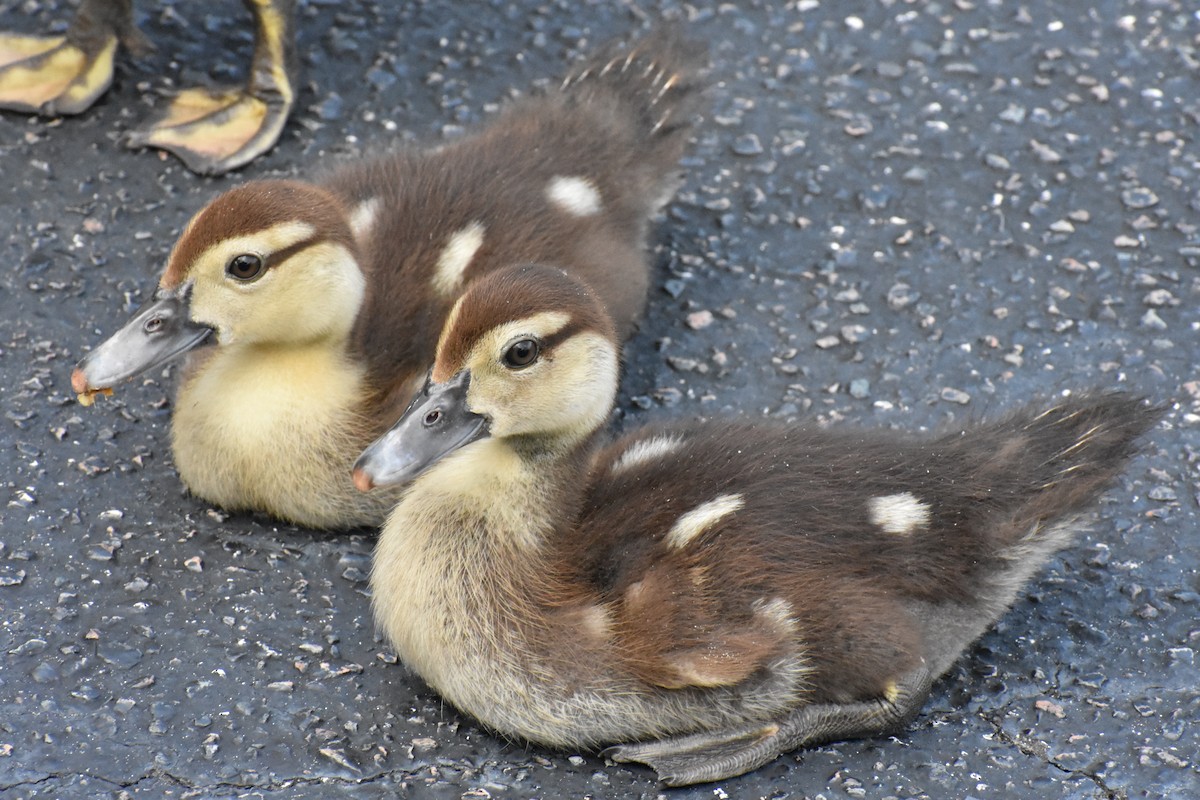 Muscovy Duck (Domestic type) - ML622078720