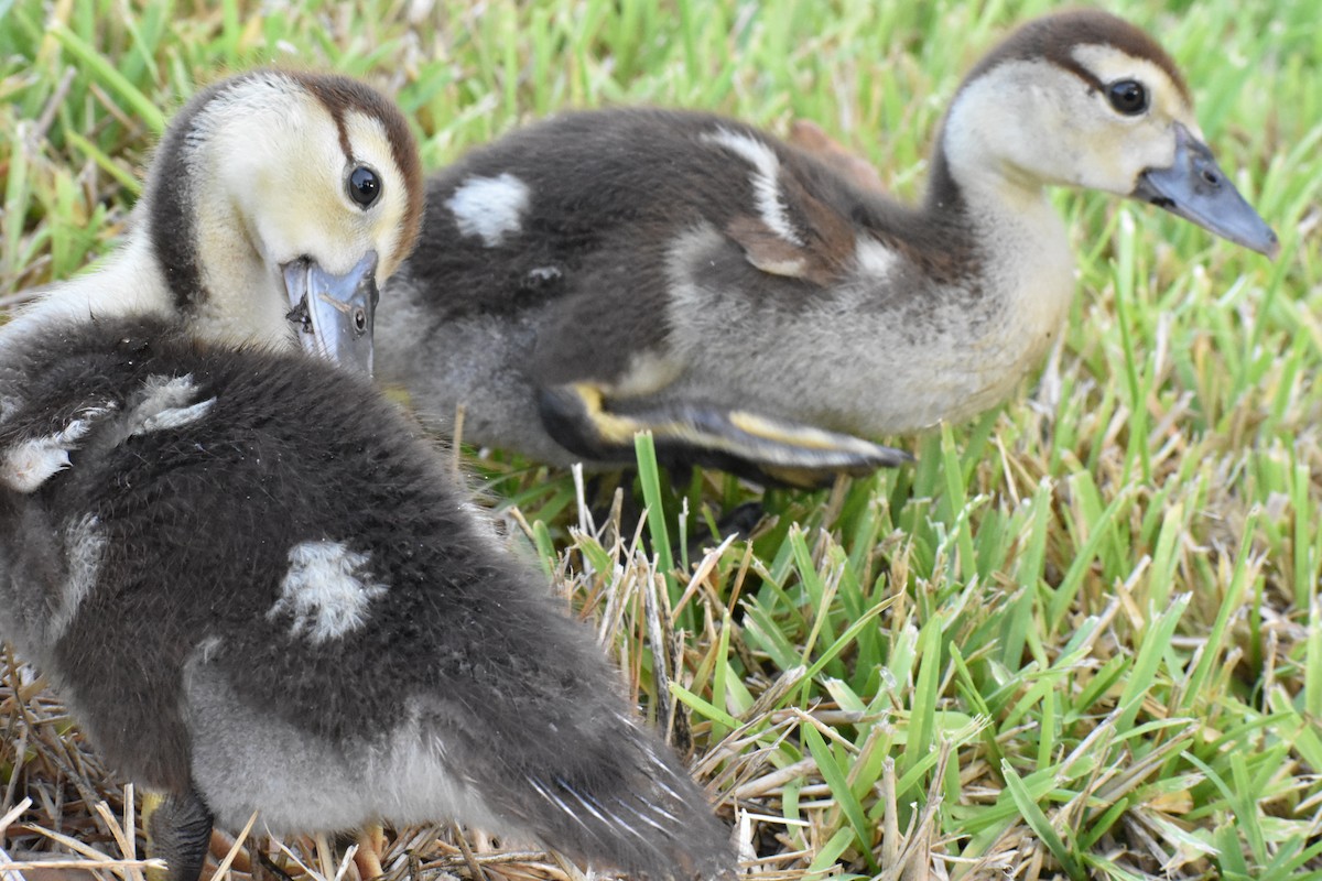 Muscovy Duck (Domestic type) - ML622078771