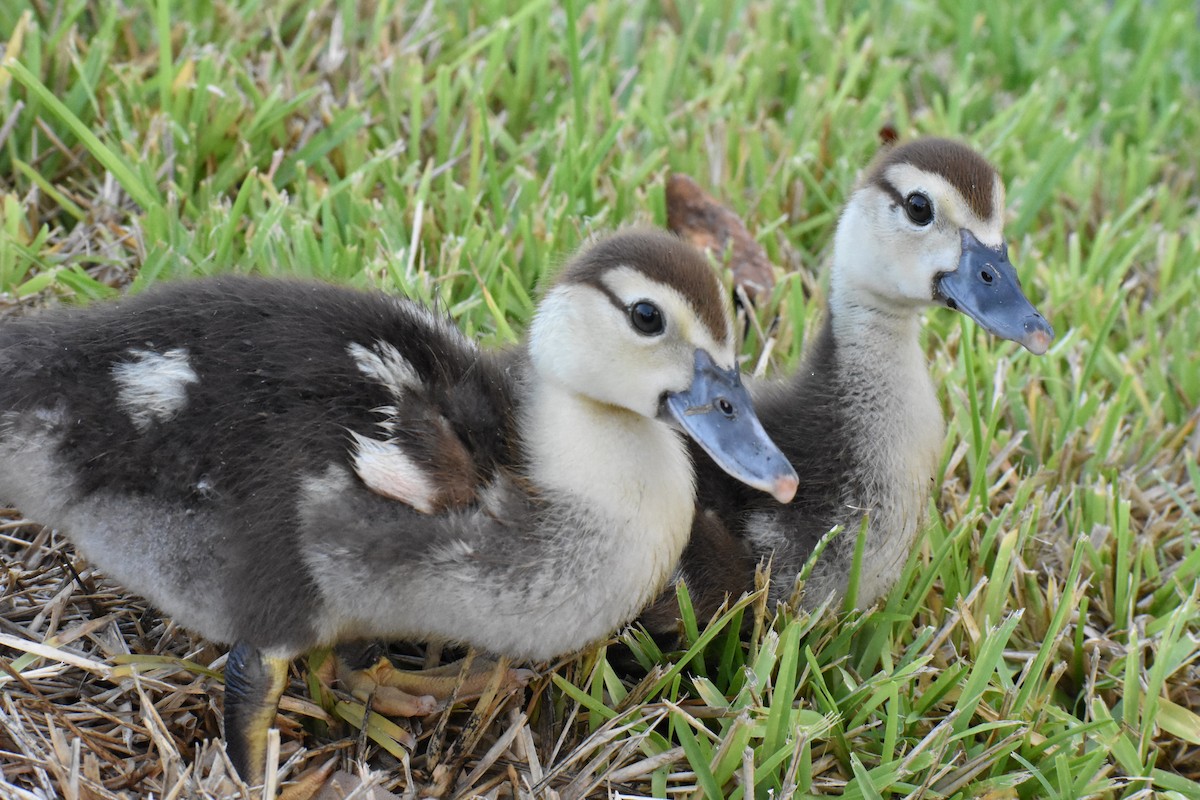 Muscovy Duck (Domestic type) - ML622078772