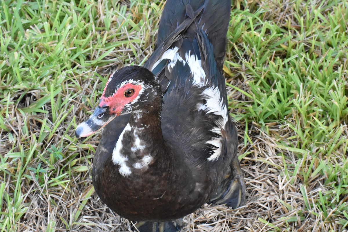 Muscovy Duck (Domestic type) - ML622078773