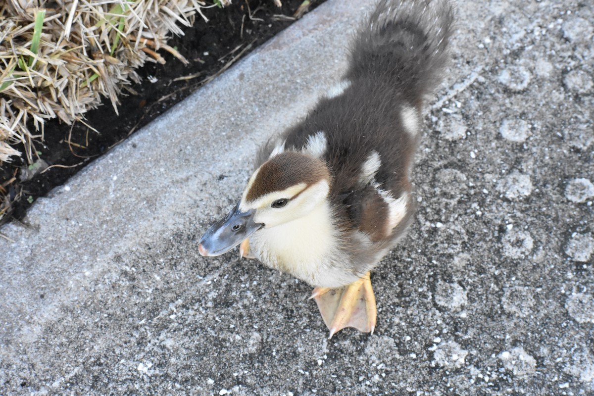 Muscovy Duck (Domestic type) - ML622078774