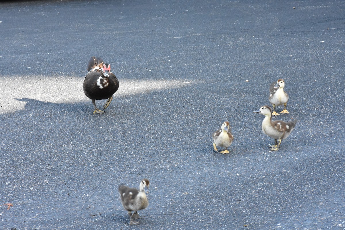 Muscovy Duck (Domestic type) - ML622078775