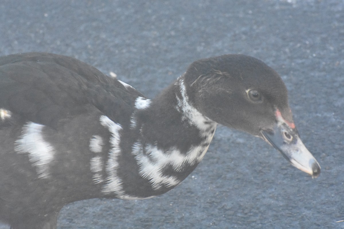 Muscovy Duck (Domestic type) - ML622078776